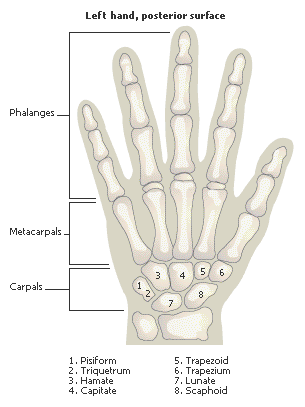 bones of the hand double